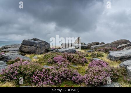 Gritstone Rocks and Heather, West NAB, Holmfirth, West Yorkshire, England, Großbritannien Stockfoto