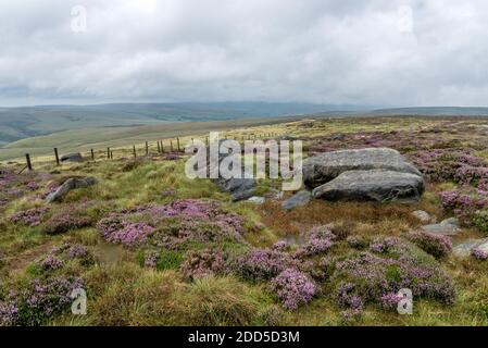 Gritstone Rocks and Heather, West NAB, Holmfirth, West Yorkshire, England, Großbritannien Stockfoto