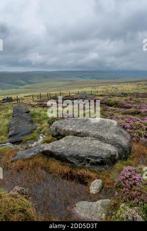 Gritstone Rocks and Heather, West NAB, Holmfirth, West Yorkshire, England, Großbritannien Stockfoto