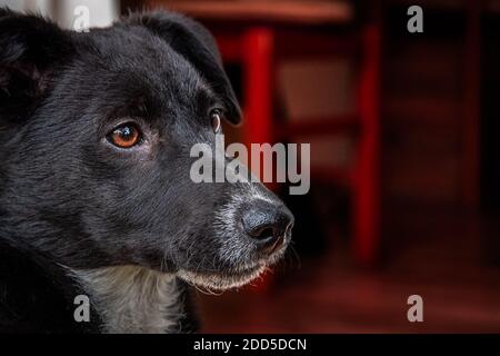 Nahaufnahme des Hundekopfes mit braunen Augen. Netter kleiner schwarzer Hund, der zur Seite schaut. Trauriges Gesicht. Stockfoto
