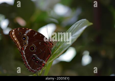 Morpho peleides tropischer Schmetterling auf einem grünen Blatt, Makro-Nahaufnahme, die Unterseite des Schmetterlings ist braun mit bunten Markierungen. Stockfoto