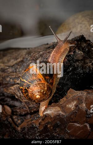 Gartenschnecke (Cornu aspersum) Stockfoto