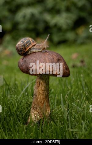 Gartenschnecke (Cornu aspersum) Stockfoto