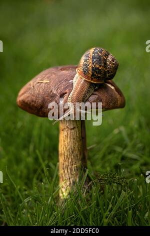 Gartenschnecke (Cornu aspersum) Stockfoto