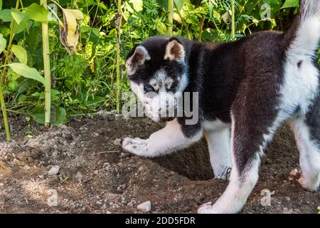 Verspielt niedlichen Husky Welpen mit blauen Augen graben ein Loch Im Boden Stockfoto