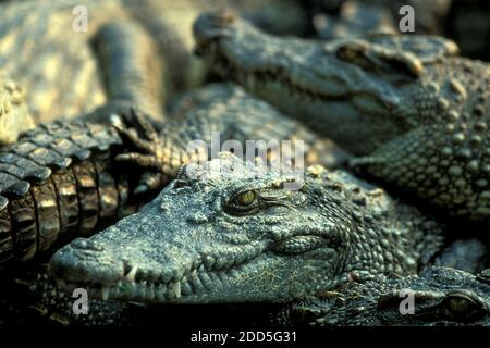 Krokodile auf einer Krokodilfarm in der Nähe der Stadt Siem Riep im Westen Kambodschas. Kambodscha, Siem Reap, Februar 2001 Stockfoto