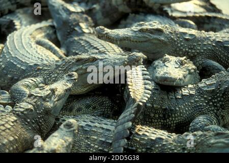 Krokodile auf einer Krokodilfarm in der Nähe der Stadt Siem Riep im Westen Kambodschas. Kambodscha, Siem Reap, Februar 2001 Stockfoto