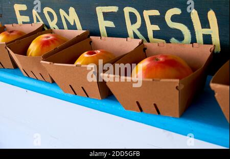 Ein handbemaltes Schild mit der Aufschrift Farm Fresh mit riesigen, roten, reifen Tomaten. An einem Gemüsestand am Straßenrand auf einem Bauernhof in Lissabon, Maine. Stockfoto