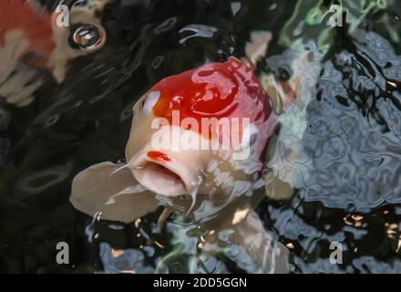 Koi-Karpfen, rote und weiße japanische Großfische, unter schwarzem Wasser im Teich. Stockfoto