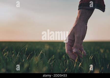 Farmer, der Weizenpflanzen auf dem Weizenrasenfeld untersucht, Nahaufnahme der Hand, die grüne Getreidesprossen berührt, selektiver Fokus Stockfoto