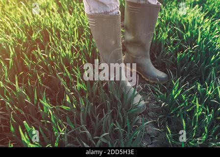Bauer trägt Gummistiefel, die im Radfeld stehen, selektive Fokussierung Stockfoto
