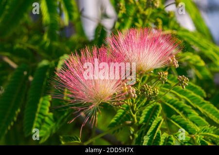 Albizia julibrissin Blumen Nahaufnahme auf einem verschwommenen Hintergrund. Albizia julibrissin blüht mit flauschigen, leuchtend rosa Blüten im Garten. Gattung Albizia o Stockfoto