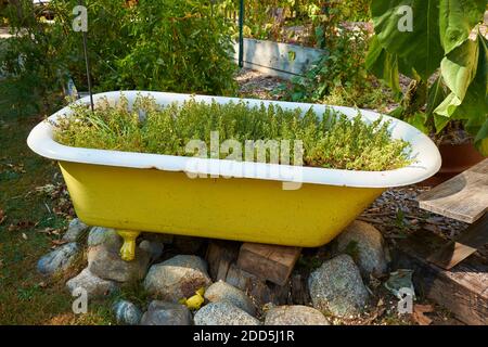 Eine alte, schmiedeeiserne, Klaue Fuß Badewanne ist gelb lackiert und wiederverwendet, upcycled, recycelt als Gartenpflanzer. In Sargentville, Maine. Stockfoto