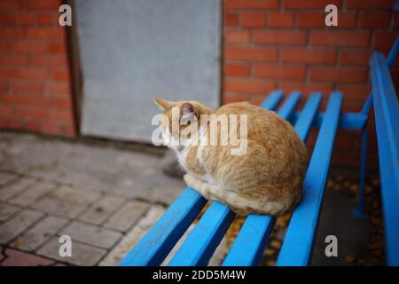 Ginger weiß flauschige Katze schläft auf einer blauen Holzbank im ländlichen Hof. Stockfoto