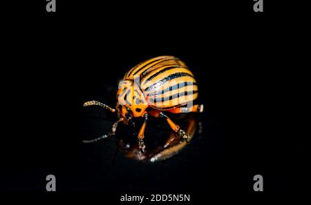 Colorado Kartoffelkäfer isoliert auf dem schwarzen Hintergrund. Stockfoto