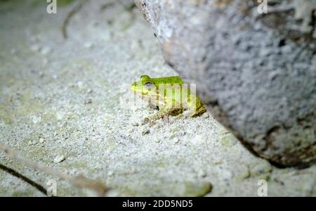 Grüner Frosch auf dem Boden. Frosch aus der Nähe Stockfoto