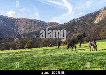 Pferde grasen auf der grünen Weide, Nachrodt-Wiblingwerde, Nordrhein-Westfalen, Deutschland Stockfoto