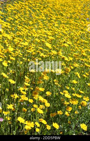 Eine Wiese von Mais Ringelblumen Wildblumen Stockfoto