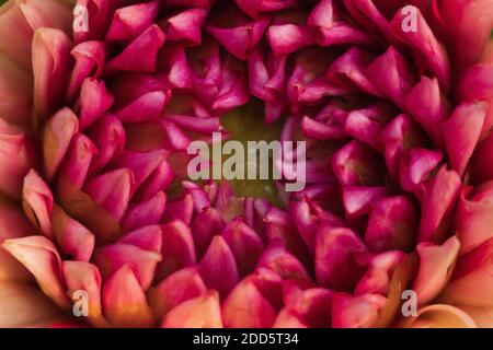 Ein Top Abstraktes Musterbild einer scharlachroten Dahlia Blume In Makro Stockfoto