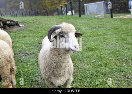 Widder Widder mit Geweih Weiden das Gras auf Wiesenkopf Details Stockfoto