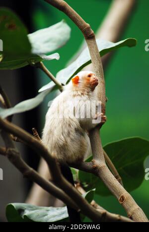 Silbrig marmoset (Mico argentatus) ist ein New World Affe, der im östlichen Amazonas Regenwald in Brasilien lebt. Bemerkenswert sind seine fleischfarbenen Ohren. Stockfoto