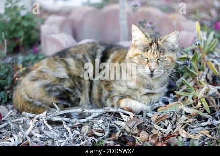 American Kurzhaar Katze Ruhend Stockfoto