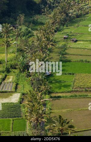 Getreidefelder und Reisfelder, in der Nähe des Dorfes Besakih im östlichen Teil der Insel Bali, Indonesien. Stockfoto