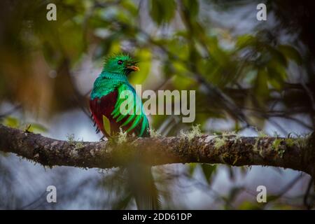 Die Tierwelt Panamas mit dem prächtigen Quetzal Pharomachrus Mocinno liegt im Nebelwald des Nationalparks La Amistad in der Provinz Chiriqui, Panama. Stockfoto