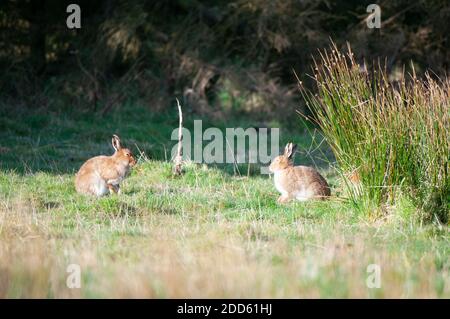 Drei Irische Hasen Stockfoto