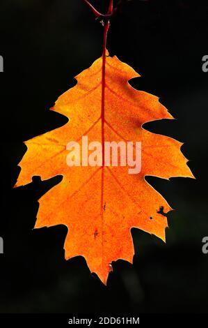 Rotes Eichenblatt im Herbst Stockfoto