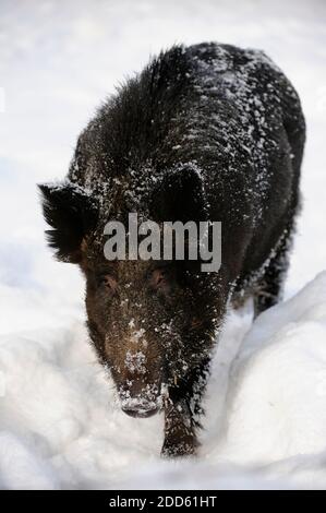 Wildschwein im Schnee Stockfoto