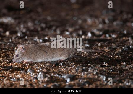 Braune Ratte Fütterung auf verschüttetem Getreide in Hof Stockfoto