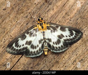 Dorsale Ansicht des kleinen Elchmotten (Anania hortulata). Tipperary, Irland Stockfoto