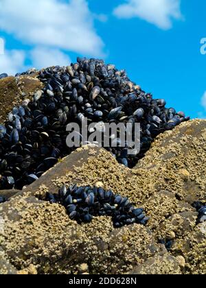 Muscheln wachsen auf Felsen am Strand bei Ebbe mit blauem Himmel und weißen Wolken im Hintergrund. Stockfoto