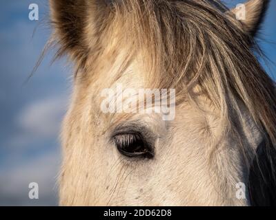 Trauriges weißes Pferd, Auge Detail. Halb wildes Tier. Stockfoto