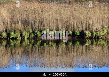 Borth Bog / Cors Fochno, Borth, Ceredigion im Januar Stockfoto