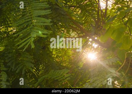 Grünes Laub im Sonnenlicht. Hochwertige Fotos Stockfoto