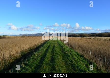 Strecke über Borth Bog / Cors Fochno, Borth, Ceredigion im Januar Stockfoto