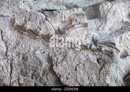 Versteinerte Dinosaurierknochen im Dinosaur National Monument, Utah, USA. Stockfoto