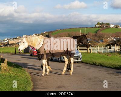 NORTHAM BURROWS, NORTH DEVON, Großbritannien - 23. NOVEMBER 2020: Zwei Pferde blockieren die Straße. Stockfoto