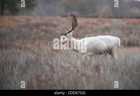 Damwild im Herbst Stockfoto