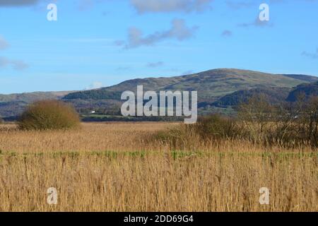 Borth Bog / Cors Fochno in der Nähe von Borth, Ceredigion, Wales, Großbritannien - ein UNESCO-Biosphärenreservat. Stockfoto