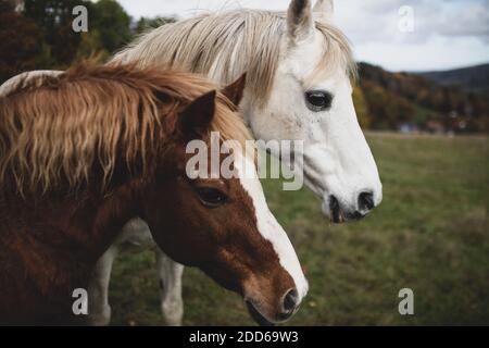 Portrait von zwei Pferden auf dem Feld. Stockfoto