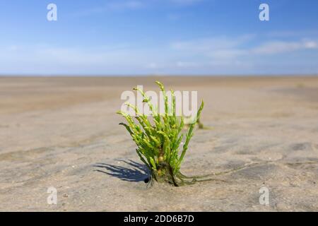 Gemeine Glaswürze (Salicornia europaea / Salicornia brachystachya), halophytische einjährige dicot blühende Pflanze, die auf schlammigen / schlammigen Boden wächst Stockfoto