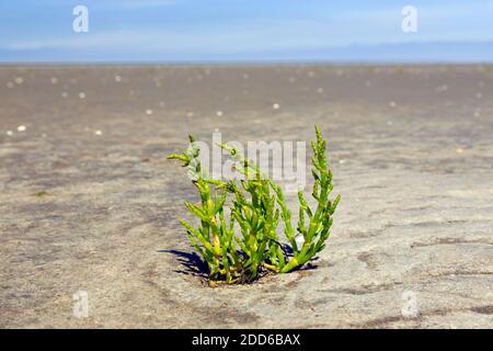 Gemeine Glaswürze (Salicornia europaea / Salicornia brachystachya), halophytische einjährige dicot blühende Pflanze, die auf schlammigen / schlammigen Boden wächst Stockfoto