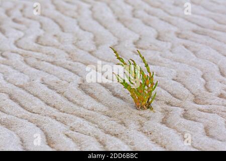 Gemeine Glaswürze (Salicornia europaea / Salicornia brachystachya), halophytische einjährige dicot blühende Pflanze, die auf schlammigen / schlammigen Boden wächst Stockfoto
