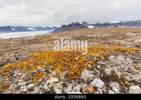 Zwergweide / geringste Weide / Schneebeet Weide (Salix herbacea) Arten von winzigen kriechenden Weiden mit Herbstfarben auf der Tundra, Svalbard, Norwegen Stockfoto