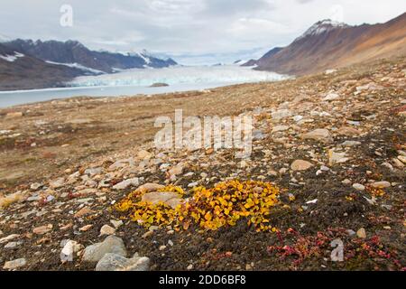 Zwergweide / geringste Weide / Schneebeet Weide (Salix herbacea) Arten von winzigen kriechenden Weiden mit Herbstfarben auf der Tundra, Svalbard, Norwegen Stockfoto