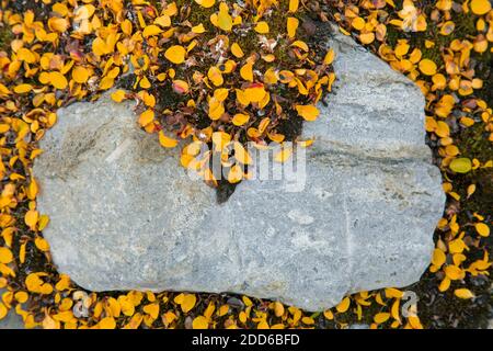 Zwergweide / geringste Weide / Schneebettsweide (Salix herbacea) Arten von winzigen kriechenden Weiden, die Herbstfarben auf der zeigen arktische Tundra Stockfoto