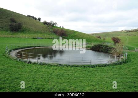 Taupeiche auf den Sussex Downs zwischen Lewes und Glynde. Einst ein gewöhnlicher Anblick, werden sie als Trinkplätze für Schafe und Rinder genutzt. Stockfoto